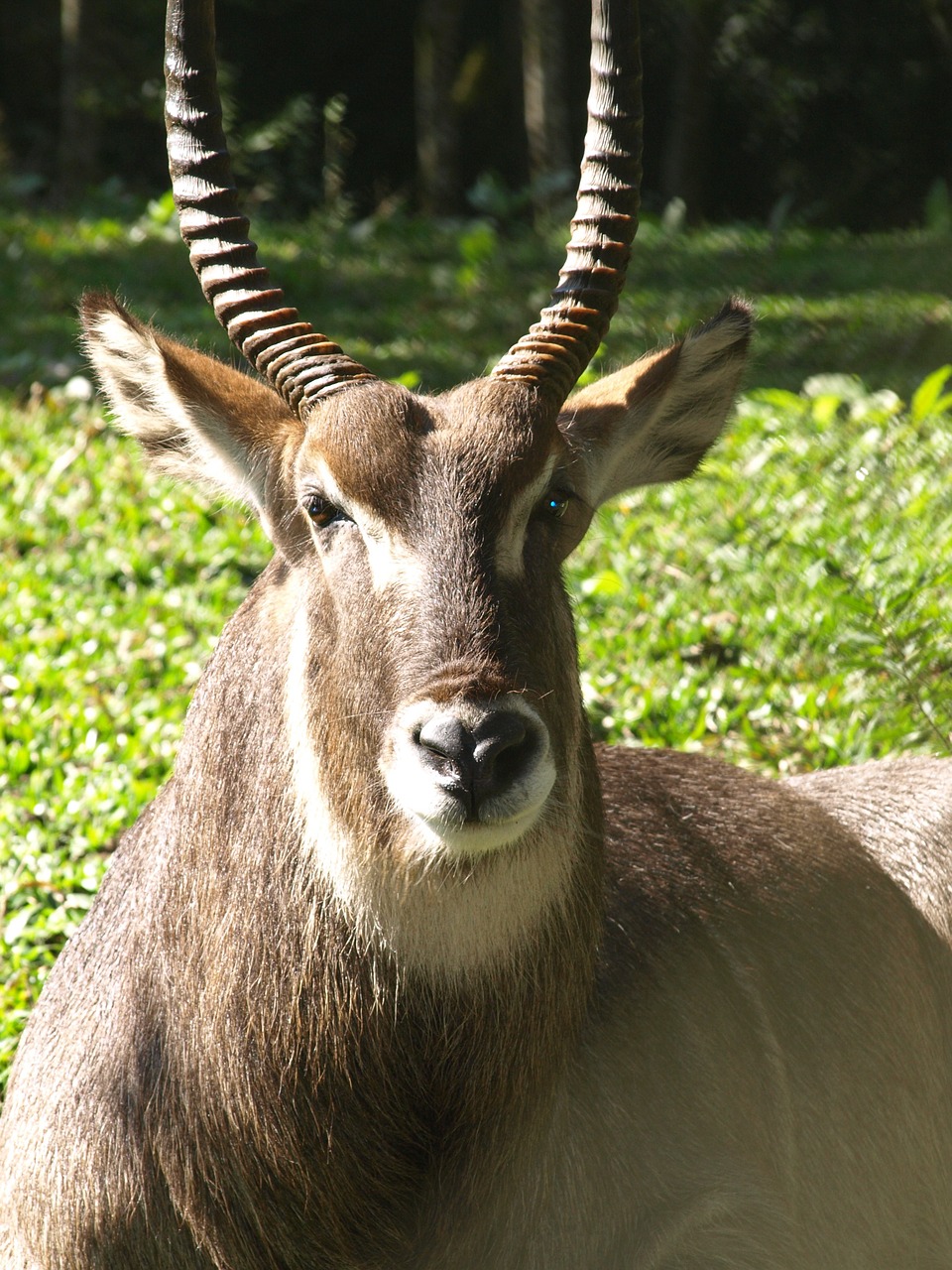 Gyvūnas, Impala, Gamta, Nemokamos Nuotraukos,  Nemokama Licenzija