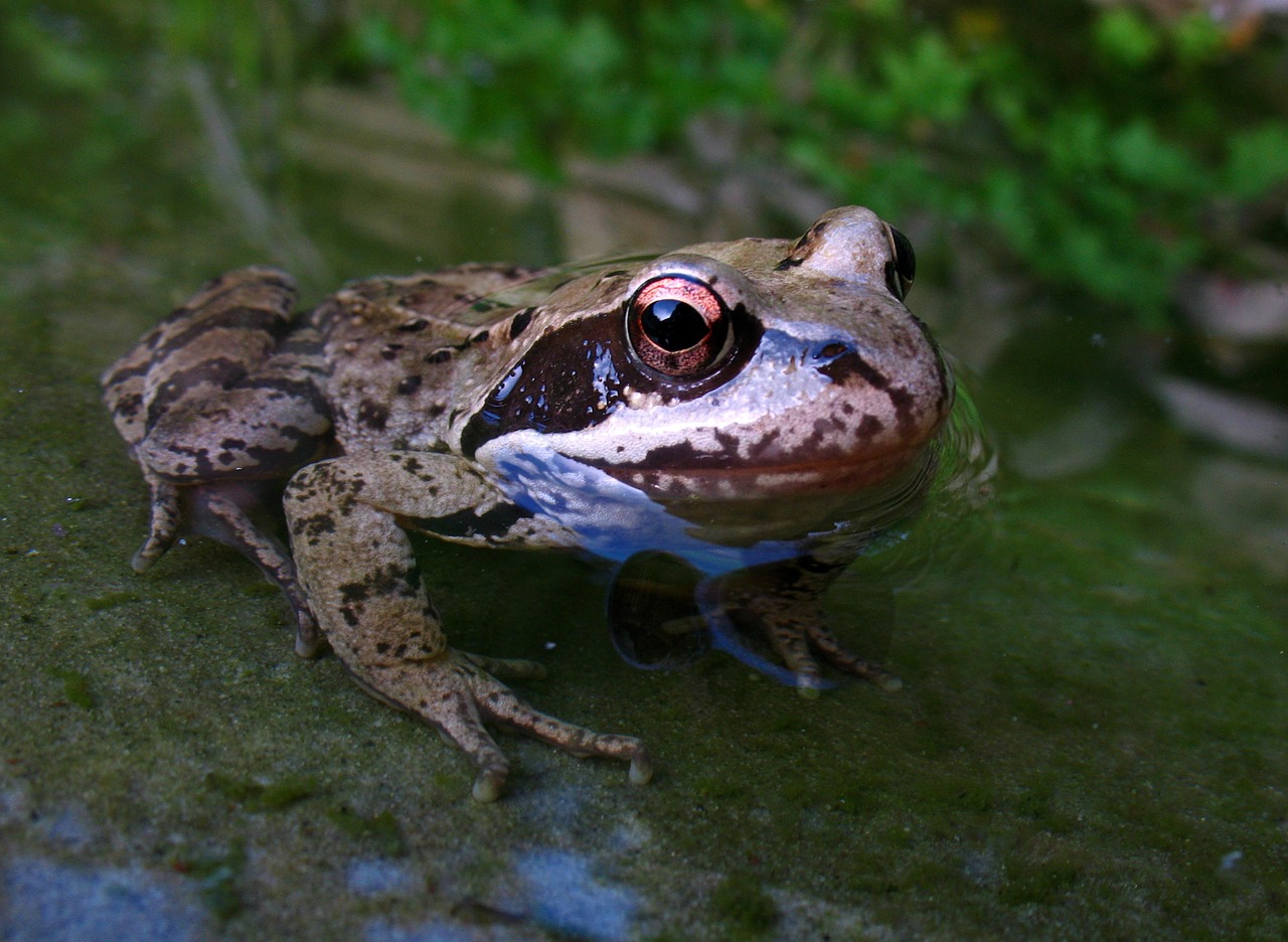 Gyvūnas, Amfibija, Varlė, Vanduo, Nemokamos Nuotraukos,  Nemokama Licenzija