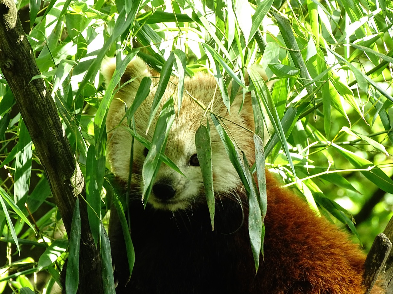 Gyvūnas, Panda, Mielas, Mažas Pandas, Nemokamos Nuotraukos,  Nemokama Licenzija