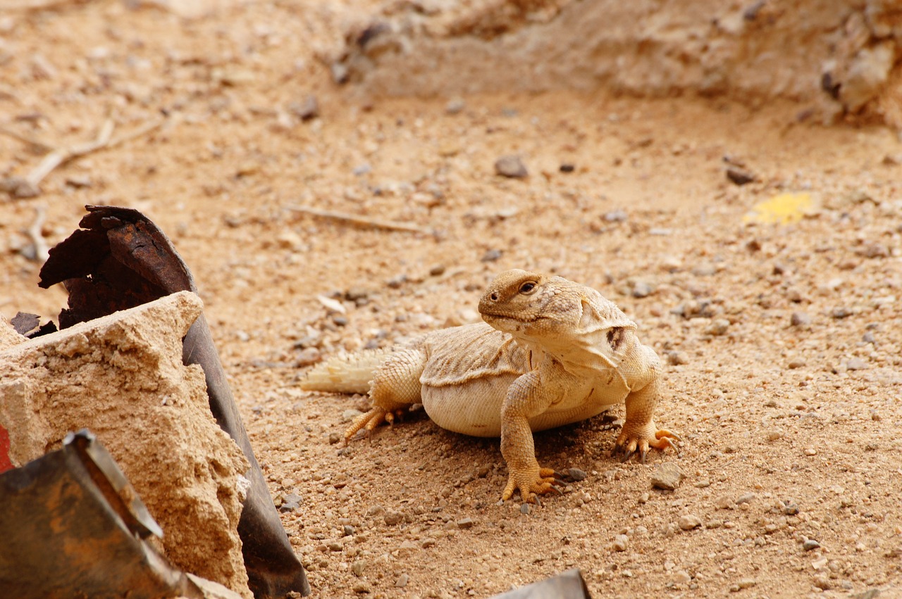 Gyvūnas, Driežas, Stebėti Driežas, Kamufliažas, Iguana, Ropliai, Svarstyklės, Laukiniai, Dykuma, Malis