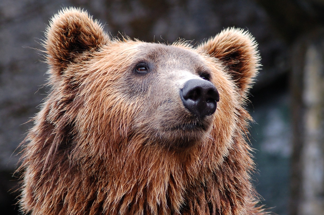 Gyvūnas, Zoologijos Sodas, Turėti, Rudas Lokys, Nemokamos Nuotraukos,  Nemokama Licenzija