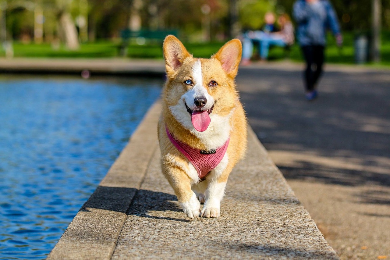 Gyvūnas, Šuo, Naminis Gyvūnėlis, Parkas, Corgi, Nemokamos Nuotraukos,  Nemokama Licenzija