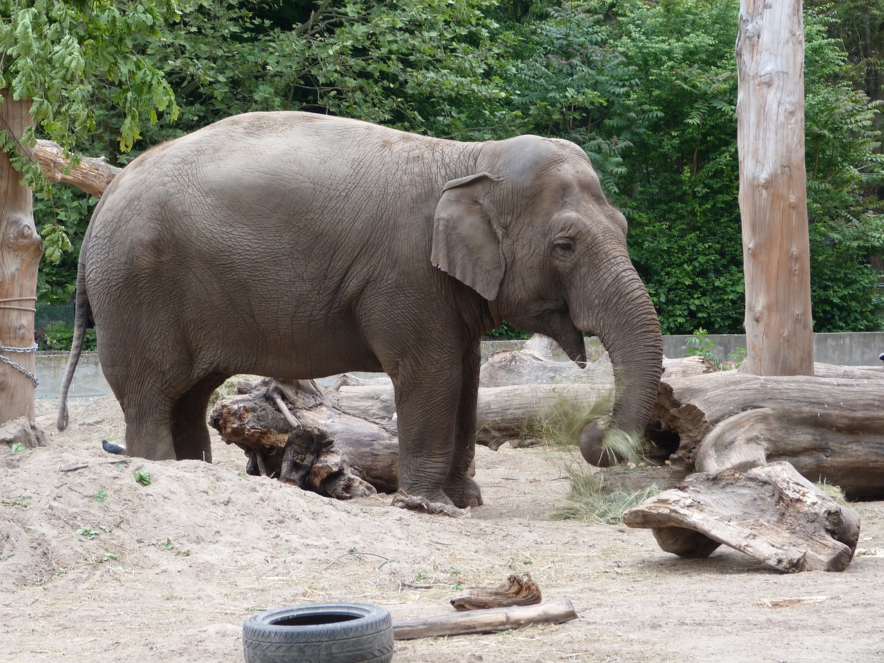 Gyvūnas, Zoologijos Sodas, Laukinis Gyvūnas, Podiumas, Gamta, Gyvūnai, Laukiniai Gyvūnai, Zoologijos Sodas, Dramblys, Nemokamos Nuotraukos