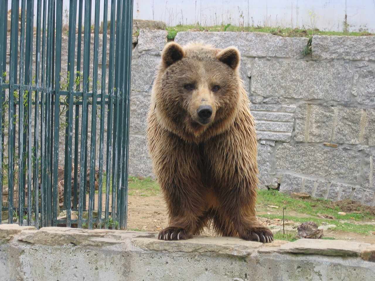 Gyvūnas, Turėti, Zoologijos Sodas, Nemokamos Nuotraukos,  Nemokama Licenzija