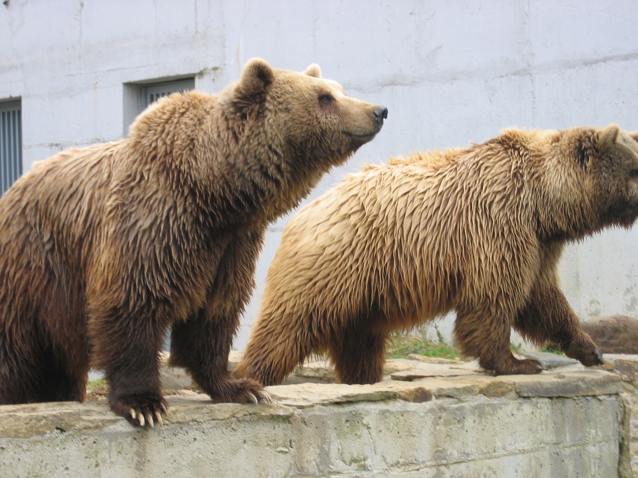 Gyvūnas, Zoologijos Sodas, Turėti, Nemokamos Nuotraukos,  Nemokama Licenzija