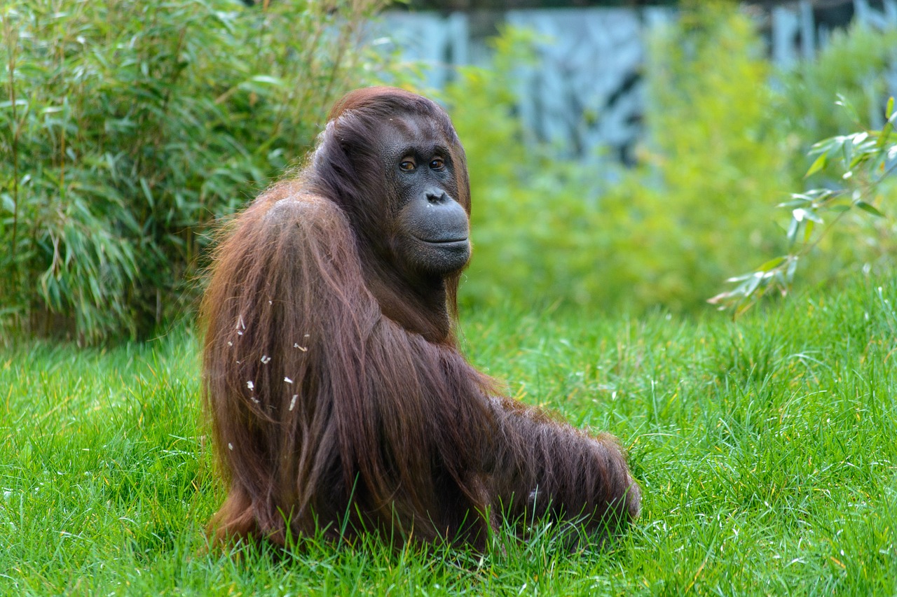 Gyvūnas, Beždžionė, Zoologijos Sodas, Beždžionių Portretas, Orang-Utan, Žinduoliai, Tiergarten, Nemokamos Nuotraukos,  Nemokama Licenzija