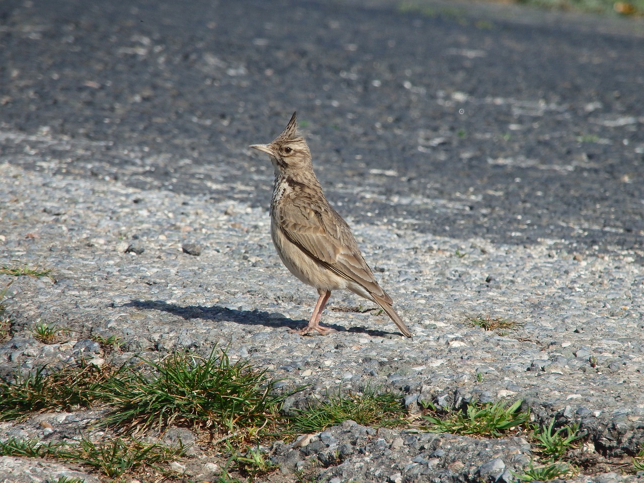 Gyvūnas, Paukštis, Laukiniai, Žvirblis, Crested, Dainuoti, Nemokamos Nuotraukos,  Nemokama Licenzija