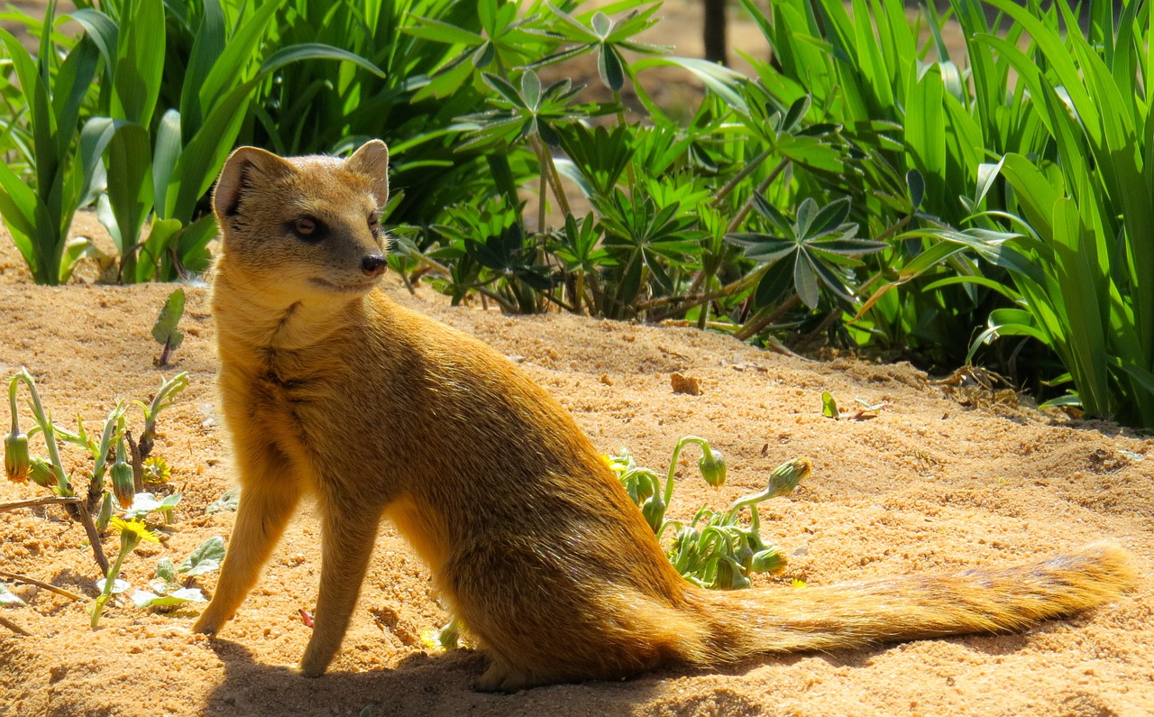 Gyvūnas, Meerkat, Tiergarten, Įdomu, Apsauga, Vyrai, Kailis, Sėdėti, Dėmesio, Smėlis