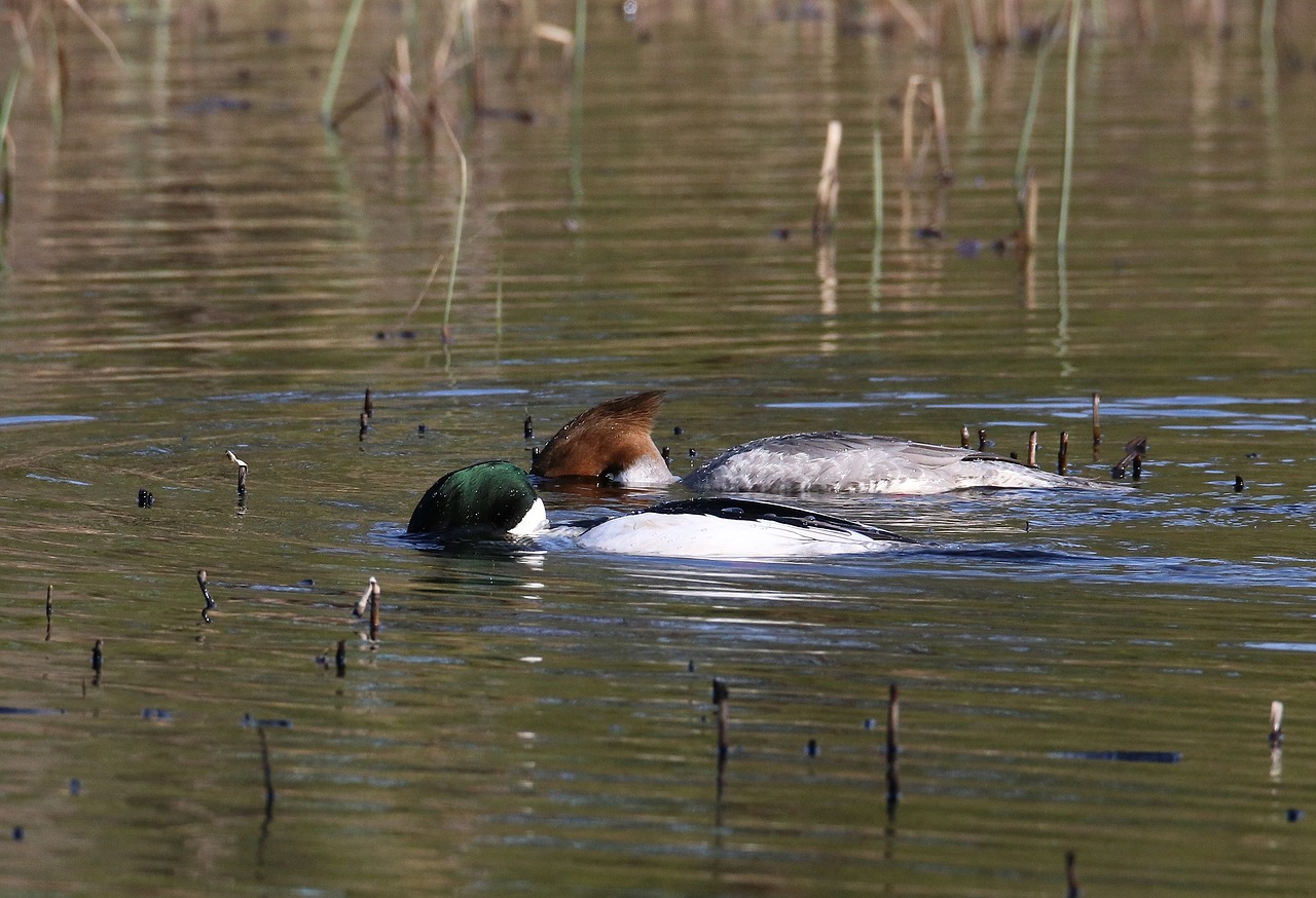 Gyvūnas, Paukštis, Goosander, Mergus Merganser, Nemokamos Nuotraukos,  Nemokama Licenzija