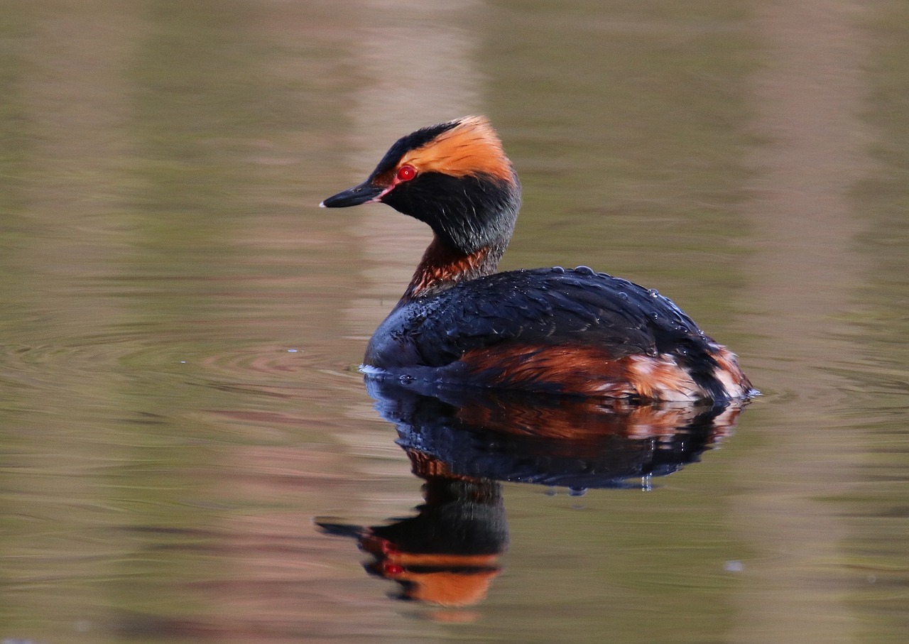 Gyvūnas, Paukštis, Ragas, Podiceps Auritus, Nemokamos Nuotraukos,  Nemokama Licenzija