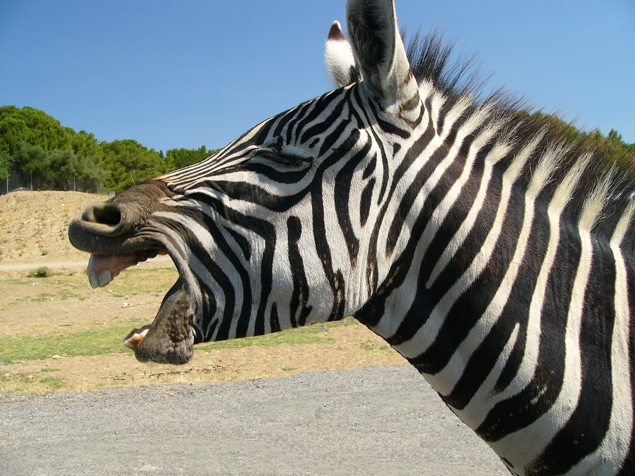 Zebra, Gyvūnas, Zoologijos Sodas, Afrikiečių Gyvūnai, Arkliai, Žolėdis, Galva, Nemokamos Nuotraukos,  Nemokama Licenzija