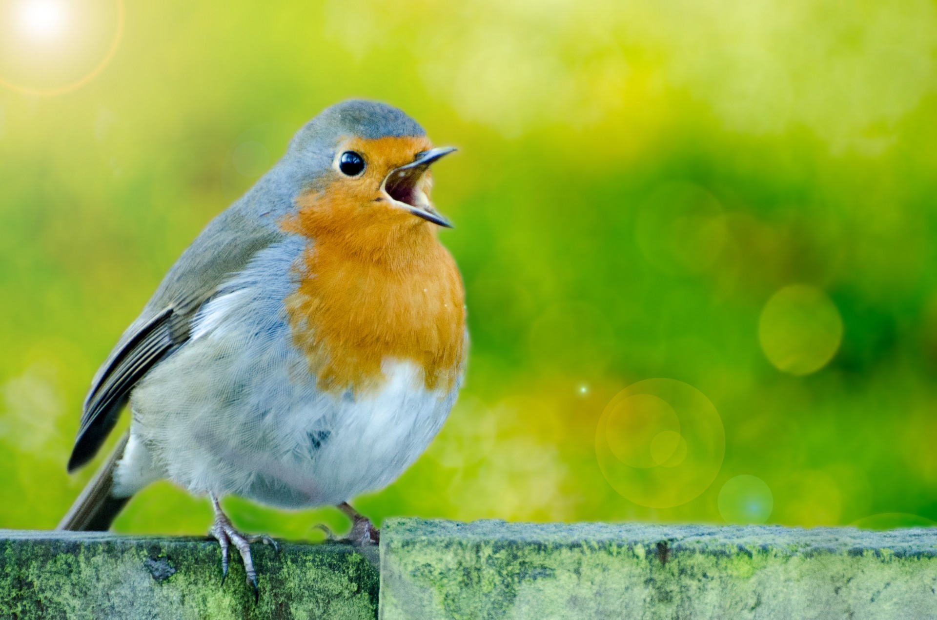 Robin,  Paukštis,  Niekas,  Balta,  Pavasaris,  Rubecula,  Raudona,  Europietis,  Oranžinė,  Vertikalus