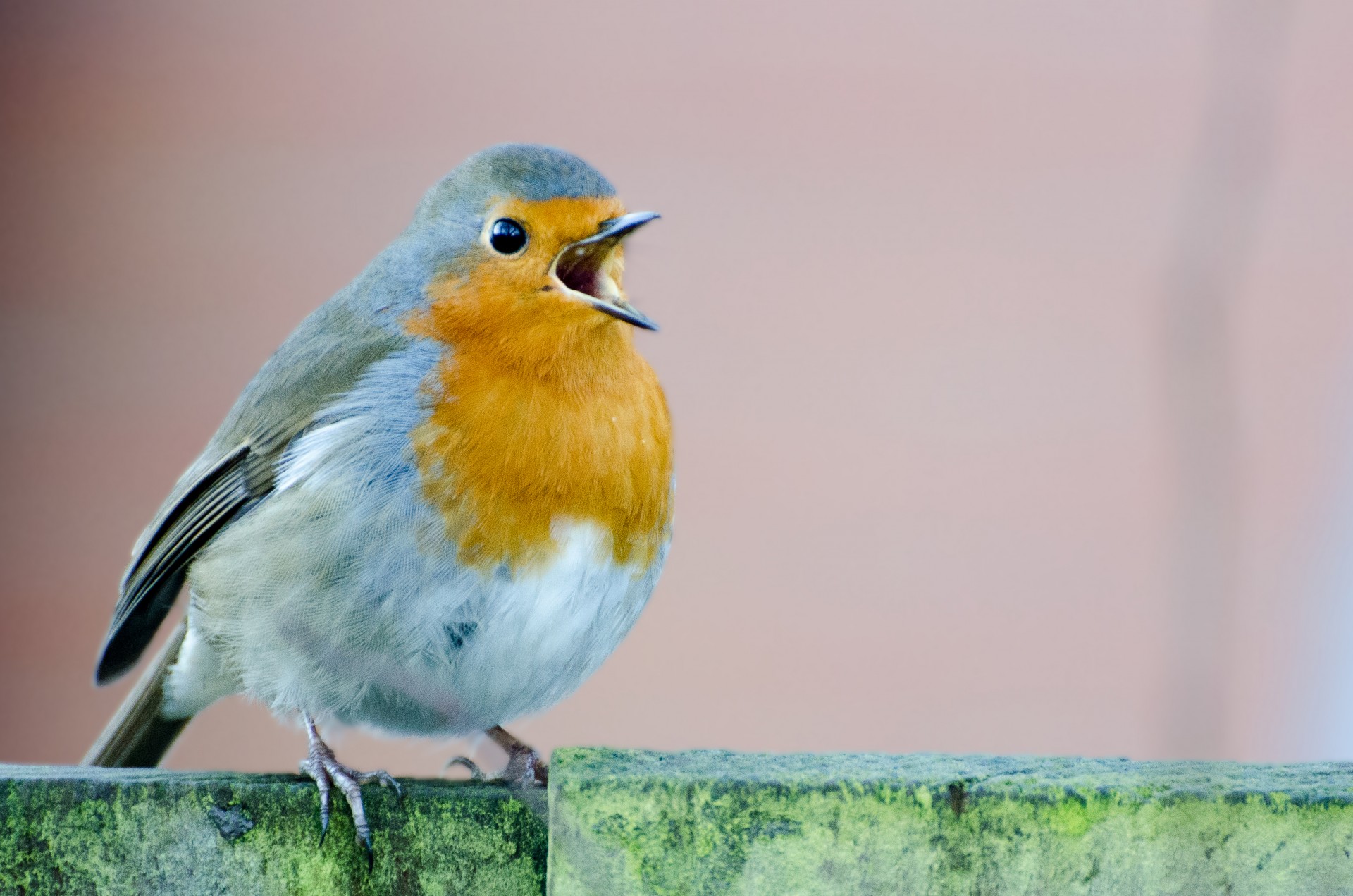 Robin,  Paukštis,  Niekas,  Balta,  Pavasaris,  Rubecula,  Raudona,  Europietis,  Oranžinė,  Vertikalus