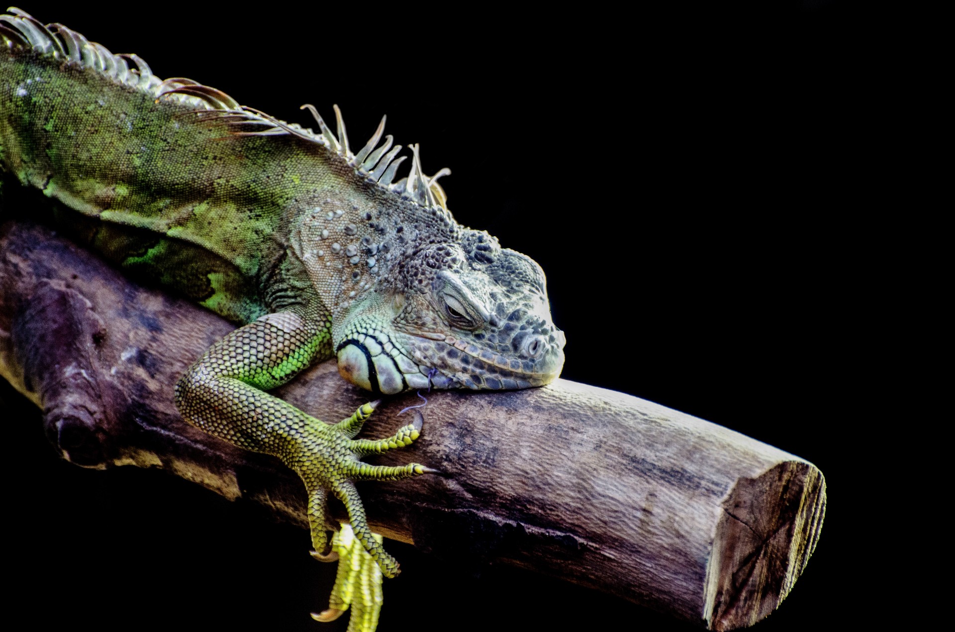 Iguana,  Mokinys,  Driežas,  Mikro Drakonas,  Žvynuotas,  Atogrąžų,  Žalias,  Makro,  Aukštyn,  Uždaryti