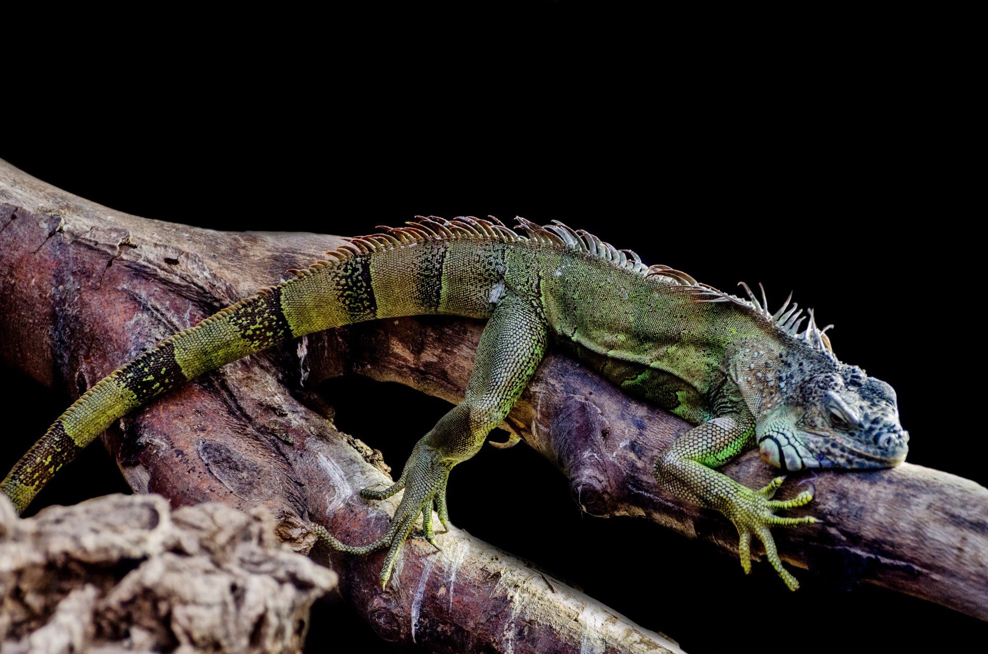 Iguana,  Driežas,  Lauke,  Iš Arti,  Medis,  Laisvalaikis,  Drakonas,  Žalias,  Vaizdas,  Ruda