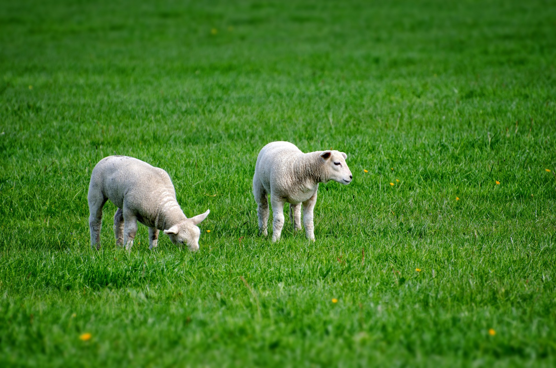 Lamb. Ягнята козлята. Ягненок на траве. Барашки на поле. Овцы с ягнятами на поле.