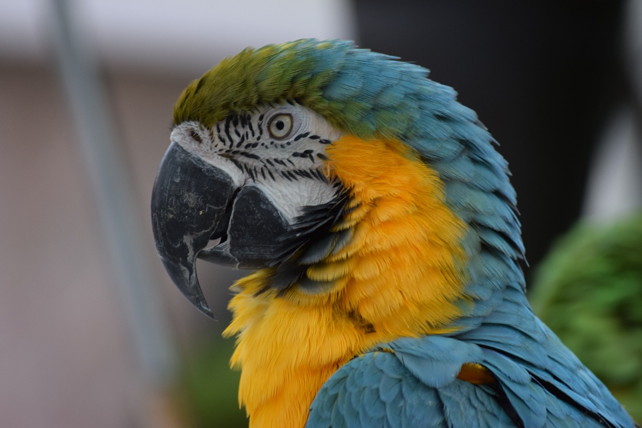 Gyvūnas, Aviary, Snapas, Paukštis, Spalvinga, Fauna, Papūga, Laukinė Gamta, Nemokamos Nuotraukos,  Nemokama Licenzija