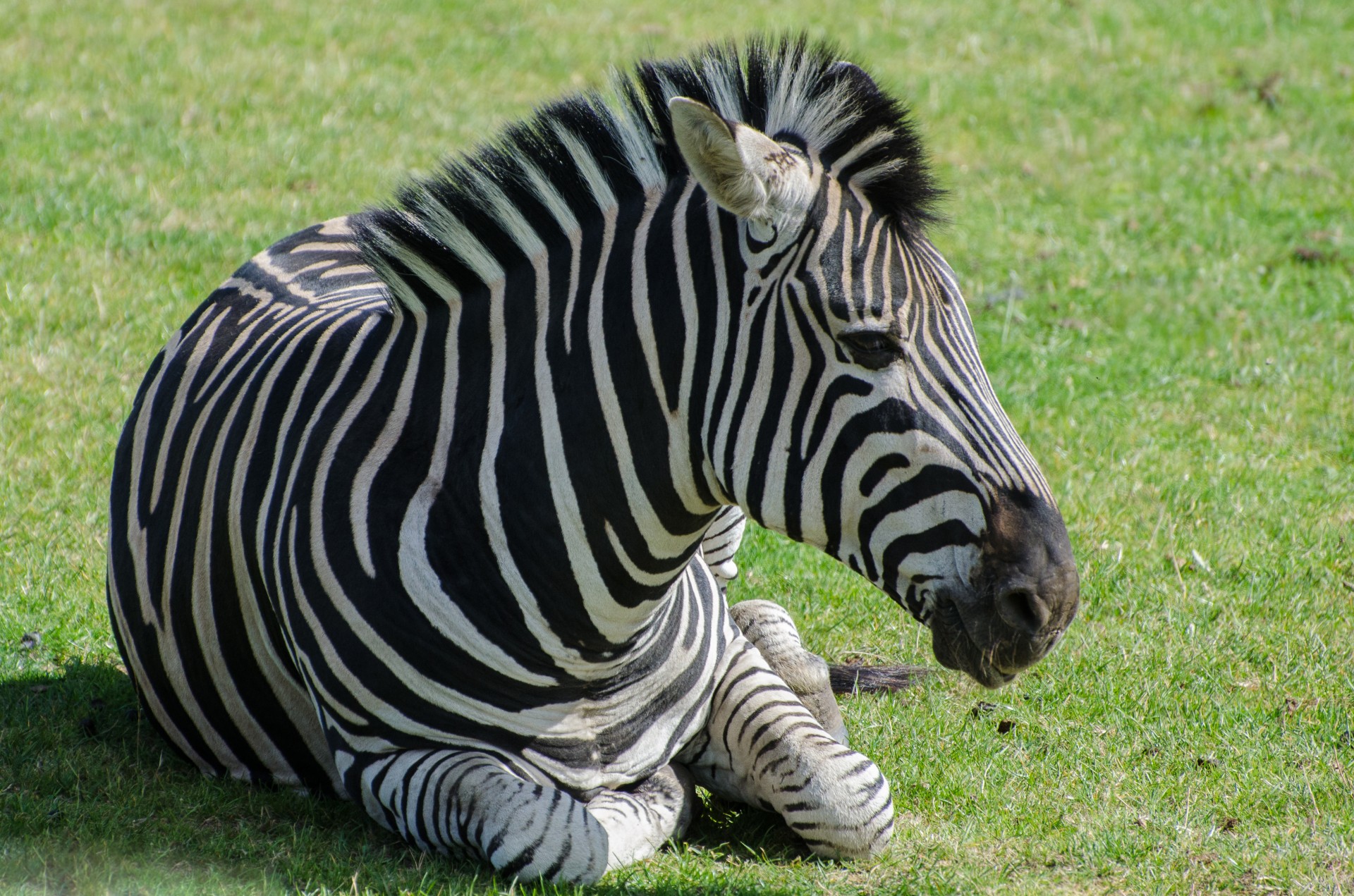 Zebra,  Safari,  Afrikos,  Žolė,  Tanzanija,  Serengeti,  Saulėlydis,  Nuotykis,  Parkas,  Nacionalinis