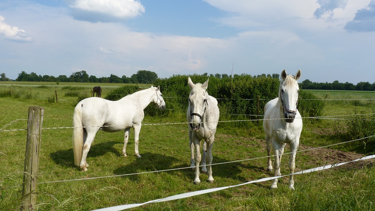 Gyvūnas, Arkliai, Pelėsiai, Jungtis, Ganykla, Nemokamos Nuotraukos,  Nemokama Licenzija