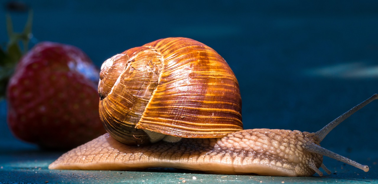 Gyvūnas, Sraigė, Lukštas, Zondas, Nuskaityti, Gleivės, Braškės, Uždaryti, Makro, Nemokamos Nuotraukos