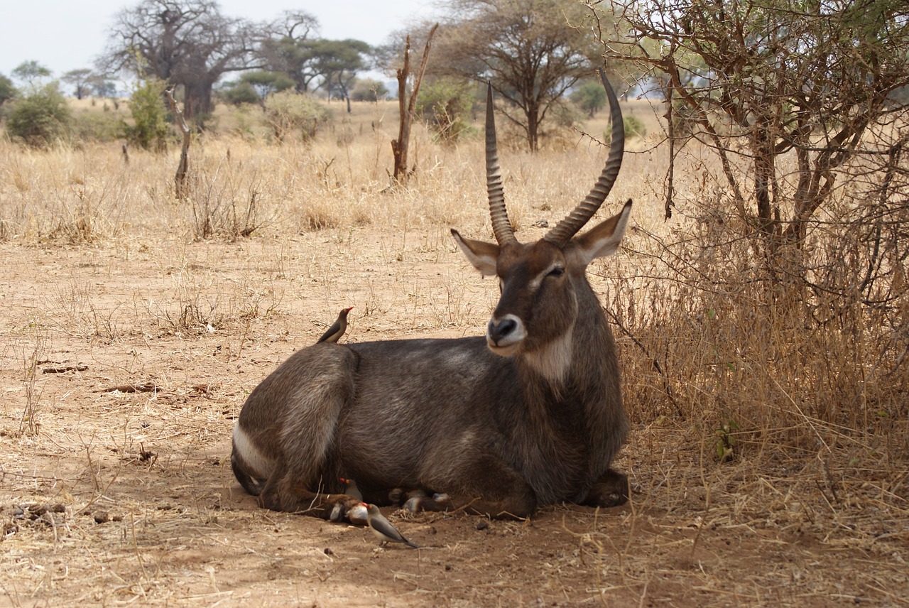 Gyvūnas, Afrika, Laukiniai, Laukinė Gamta, Safari, Nemokamos Nuotraukos,  Nemokama Licenzija