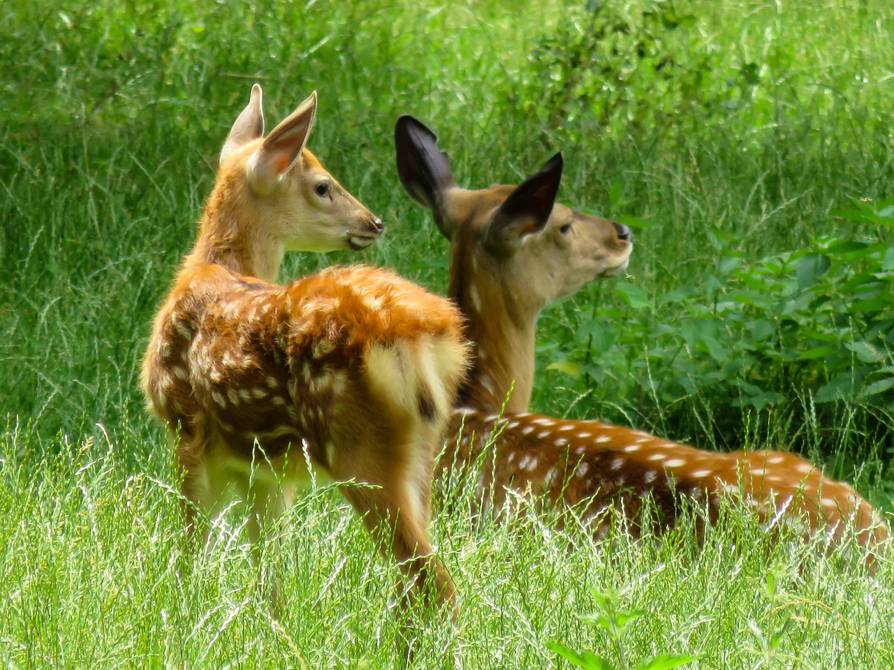 Gyvūnas, Paprastosios Elnies, Kitz, Raudonas Elnias, Stiragai, Scheu, Jaunas Gyvūnas, Hirsch, Laukiniai, Pieva