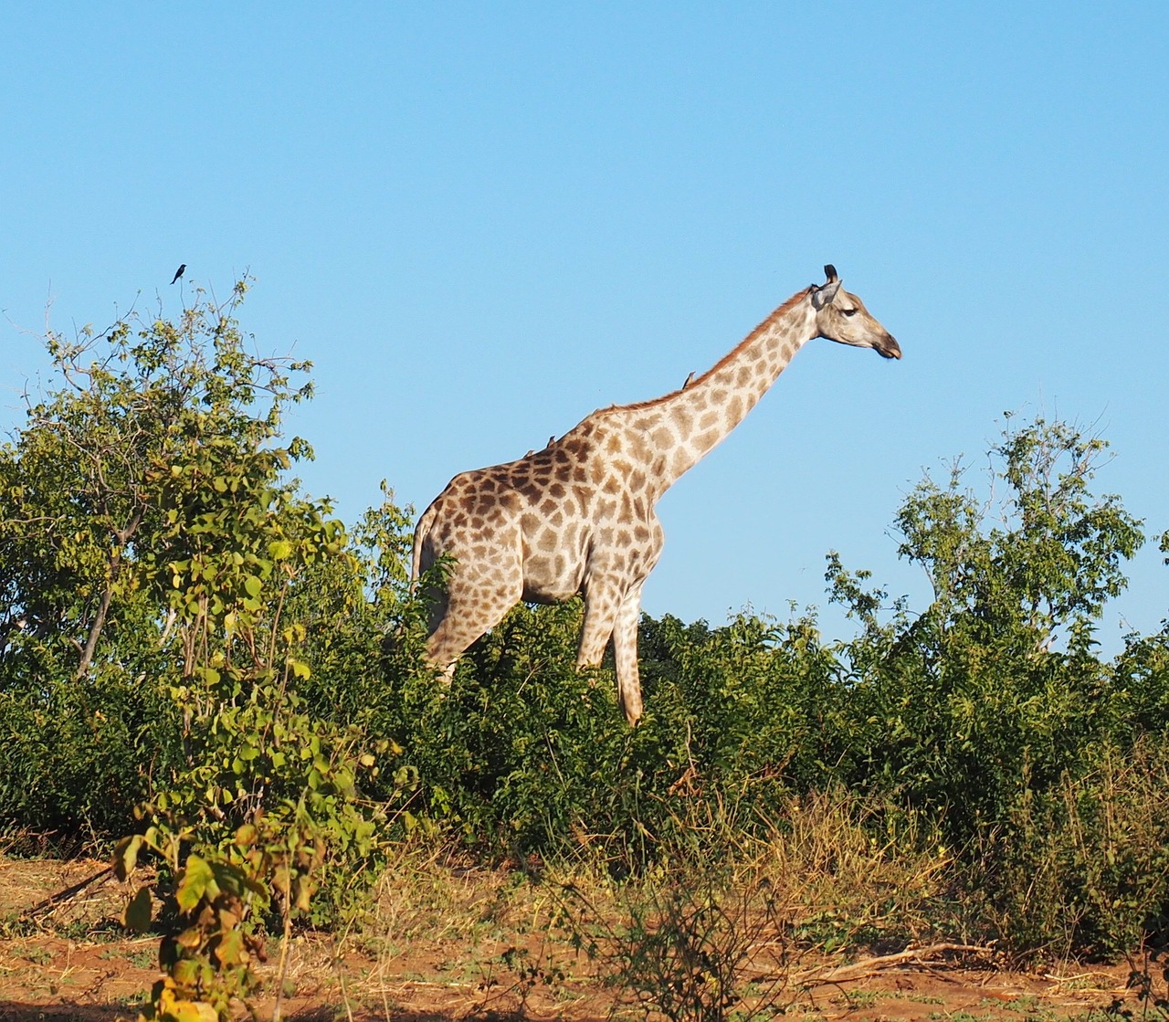 Gyvūnas, Žirafa, Afrika, Gyvūnai, Gamta, Nacionalinis Parkas, Nemokamos Nuotraukos,  Nemokama Licenzija