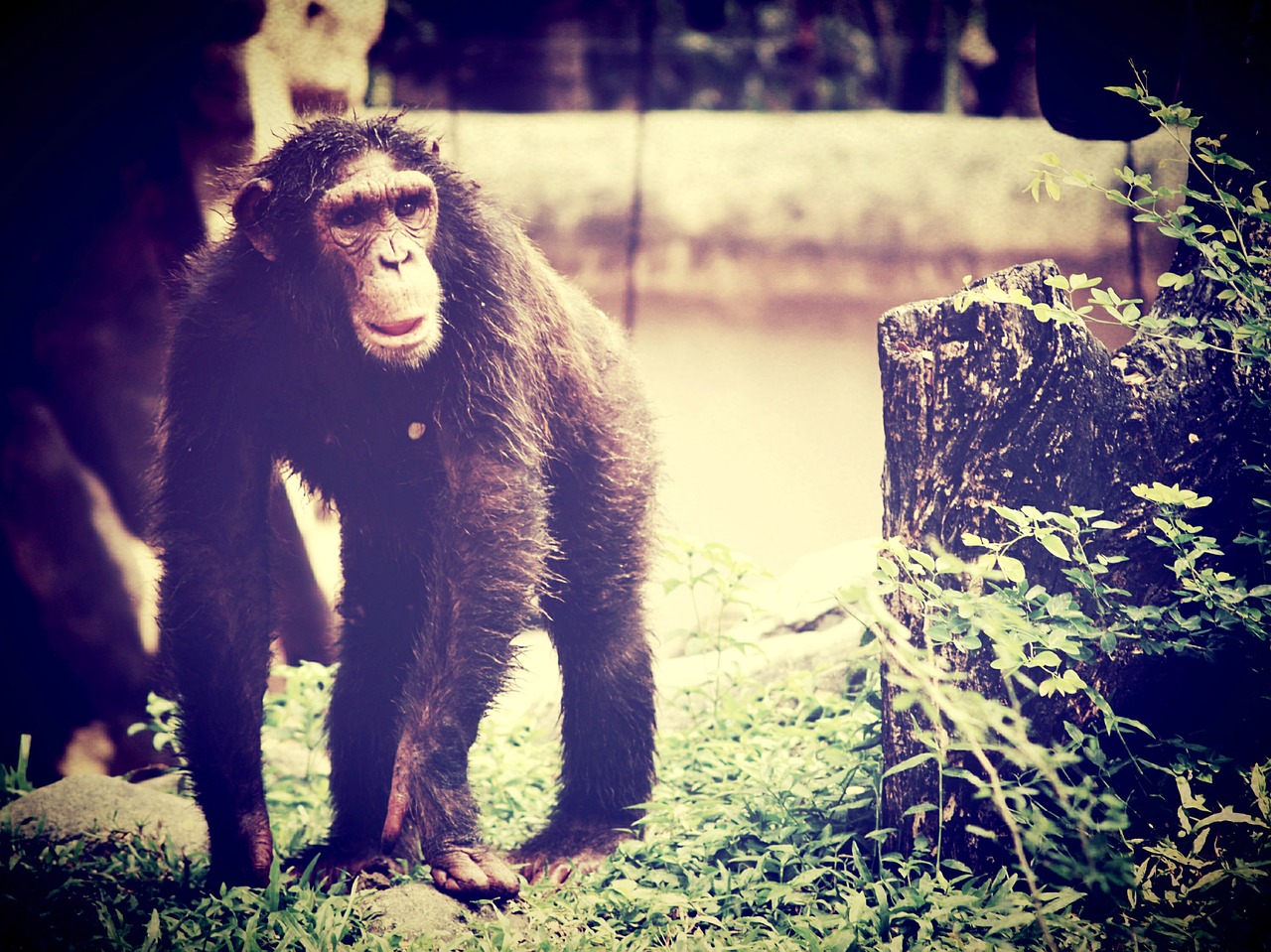 Gyvūnas, Beždžionė, Šimpanzė, Atsipalaiduoti, Ape, Medžiai, Afrika, Pirštai, Mielas, Bonobo