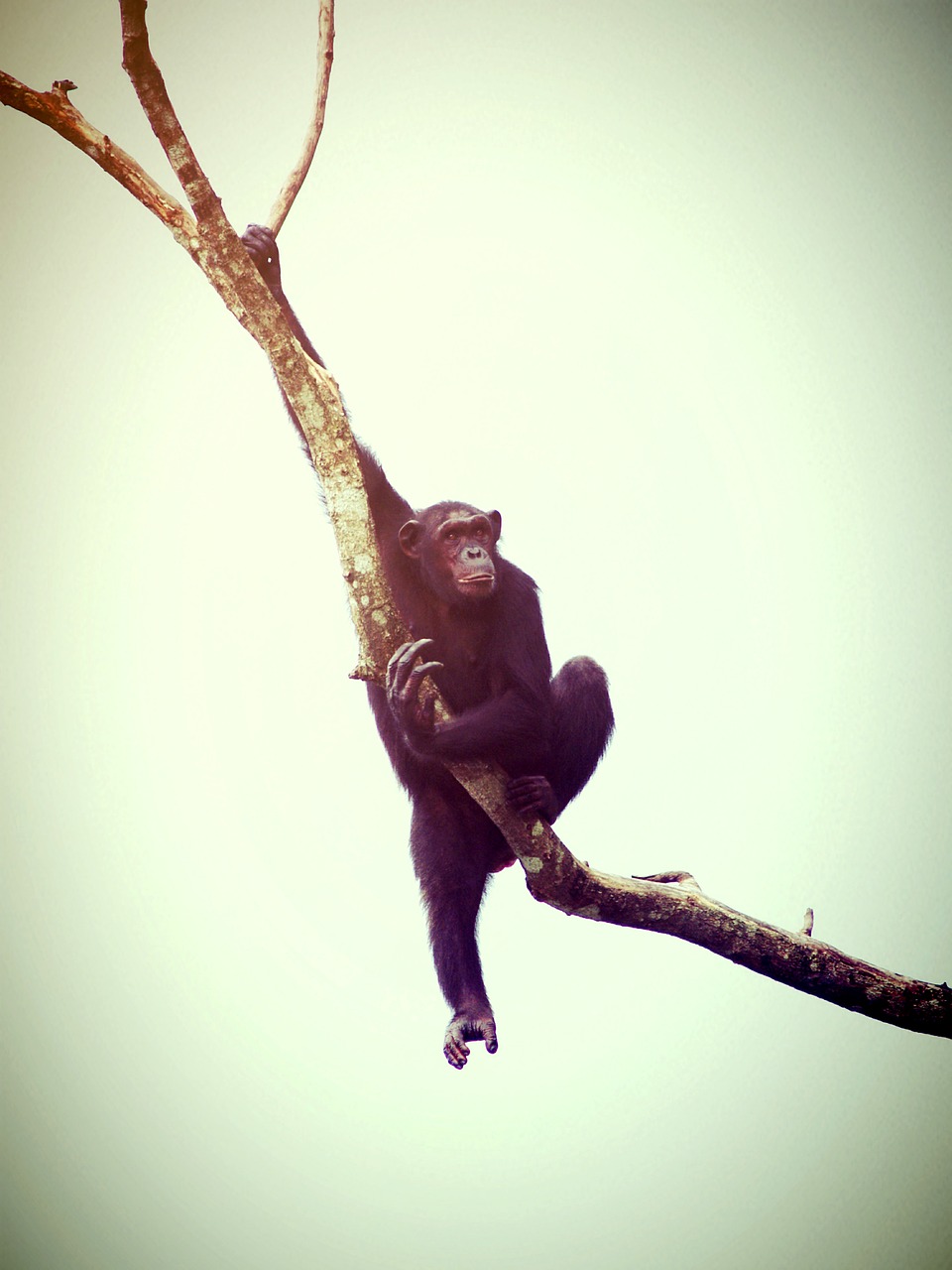 Gyvūnas, Beždžionė, Šimpanzė, Atsipalaiduoti, Ape, Medžiai, Afrika, Pirštai, Mielas, Bonobo
