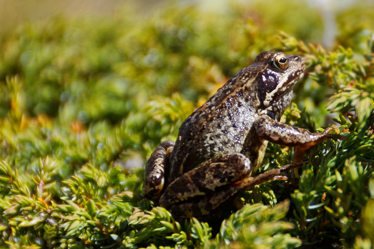 Varlė, Amfibija, Gyvūnas, Laukinės Gamtos Fotografija, Rupūžė, Slidus, Bokeh, Nemokamos Nuotraukos,  Nemokama Licenzija