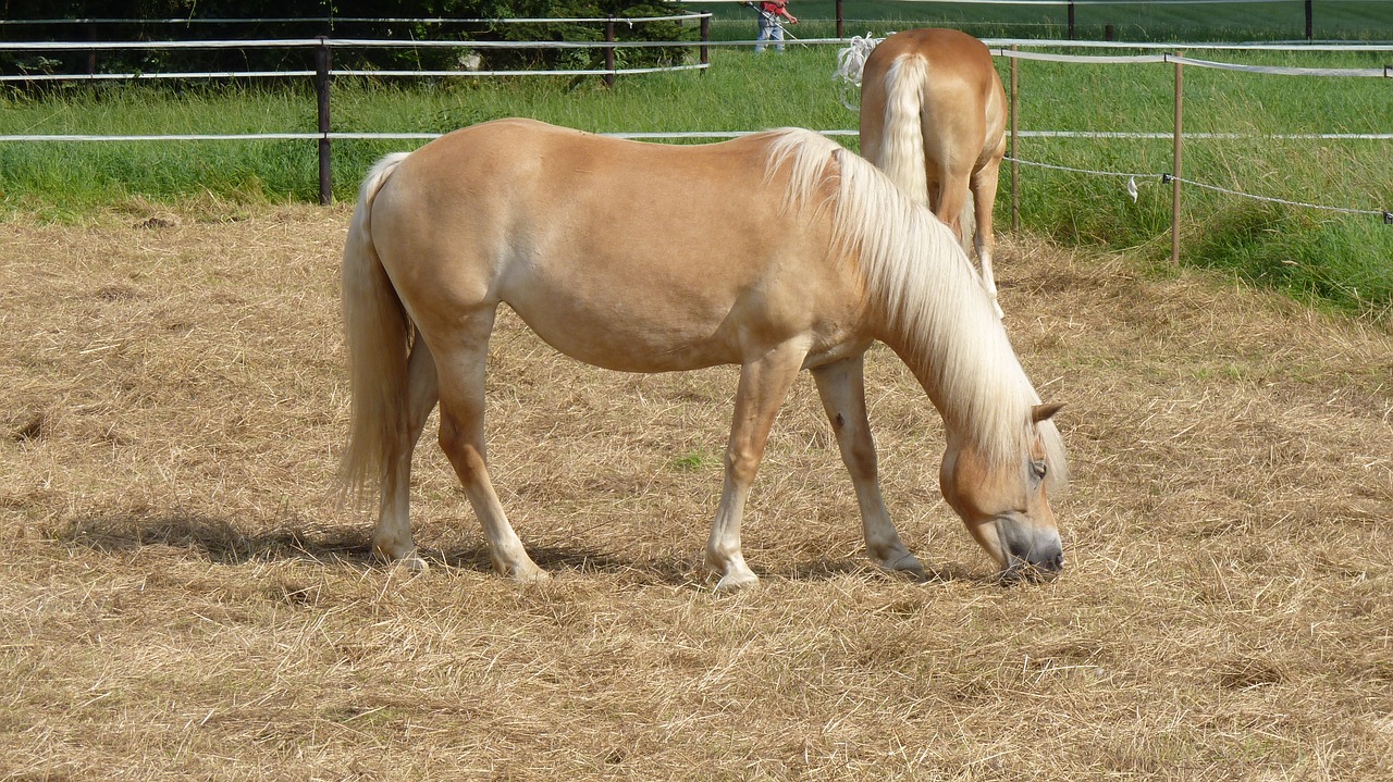 Gyvūnas, Arklys, Haflinger, Jungtis, Ruda, Nemokamos Nuotraukos,  Nemokama Licenzija