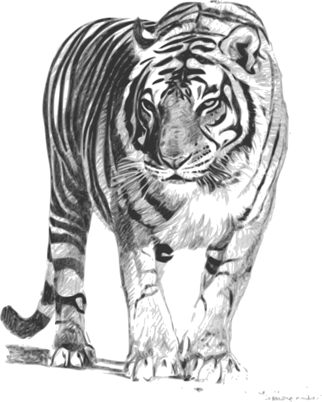 Gyvūnas, Tigras, Sumatrano Tigras, Laukinė Gamta, Gamta, Nemokama Vektorinė Grafika, Nemokamos Nuotraukos,  Nemokama Licenzija