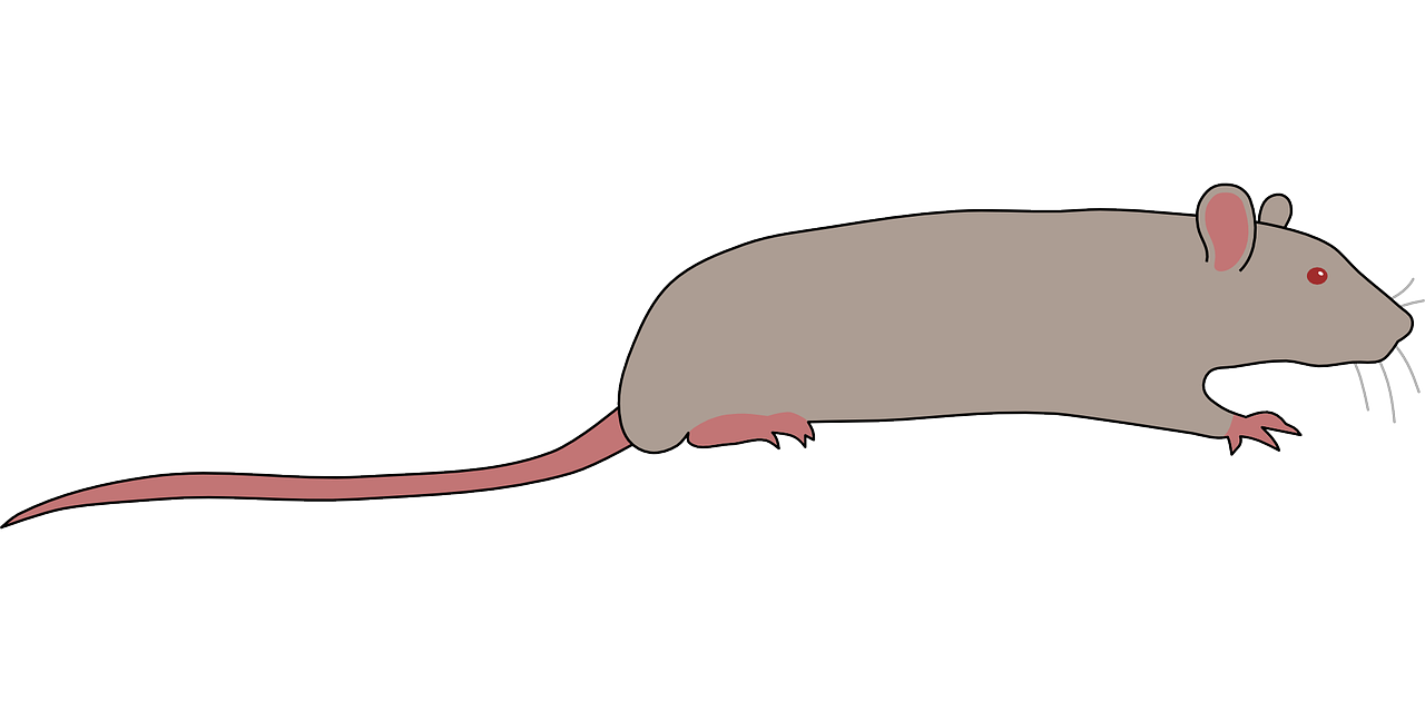 Gyvūnas, Žiurkė, Pelė, Nemokama Vektorinė Grafika, Nemokamos Nuotraukos,  Nemokama Licenzija