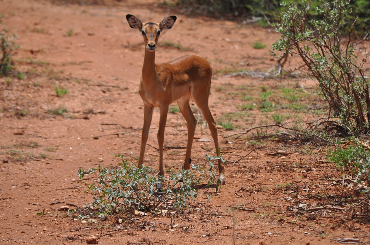 Gyvūnas, Safari, Kenya, Antilopė, Nemokamos Nuotraukos,  Nemokama Licenzija
