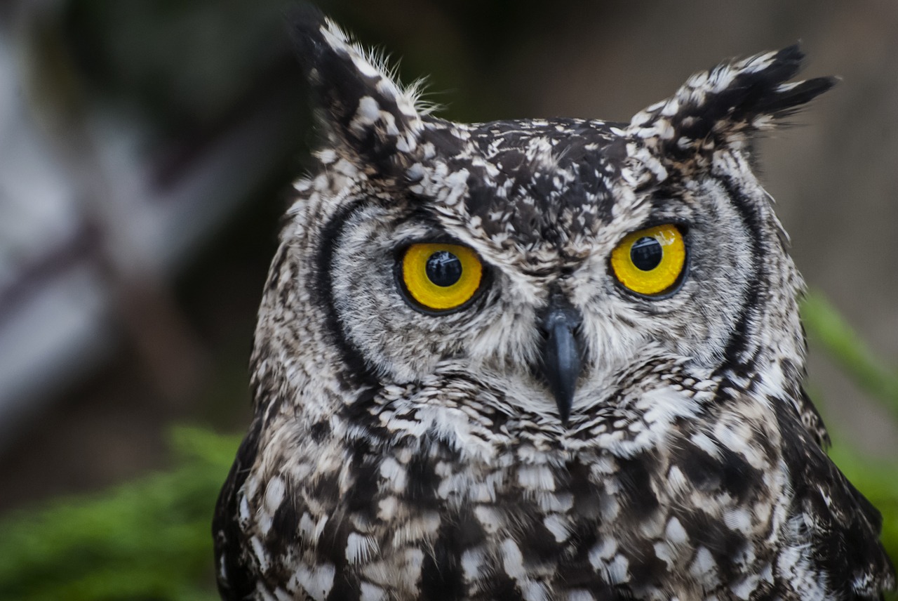 Pelėdos, Gamta, Klaida, Portugal, Fauna, Miškai, Gyvūnas, Nemokamos Nuotraukos,  Nemokama Licenzija