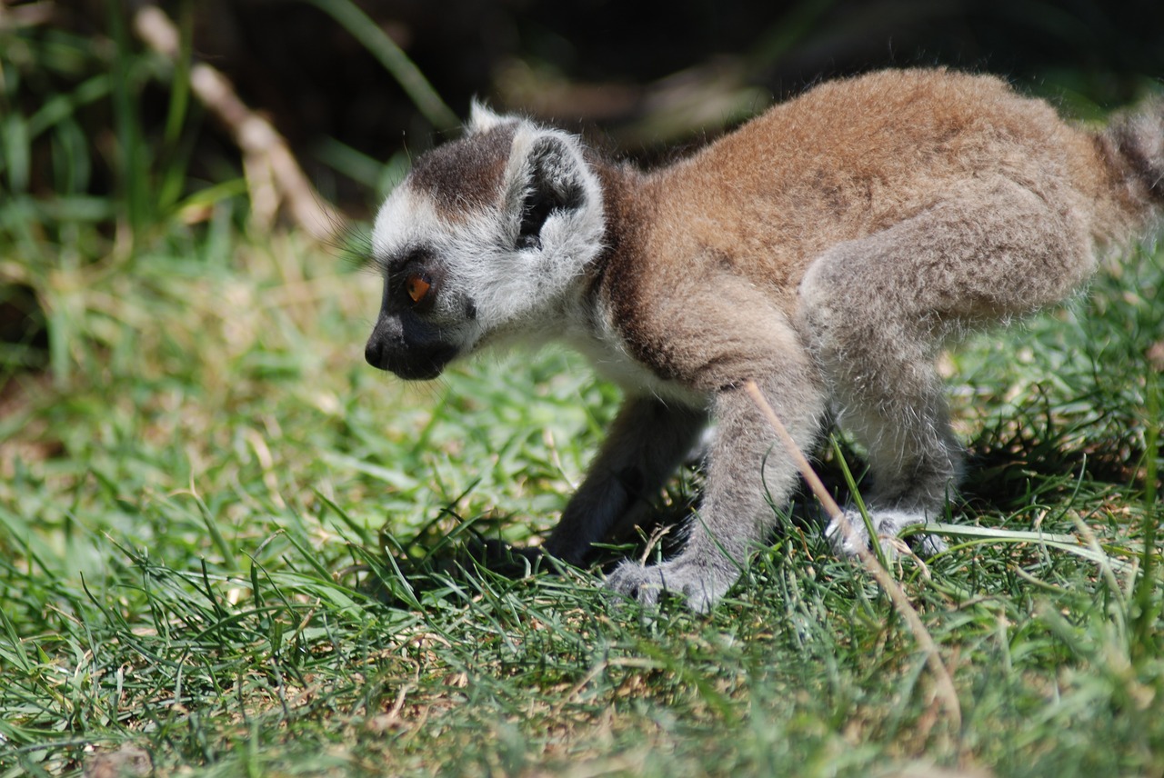 Gyvūnas, Zoologijos Sodas, Gamta, Gyvūnų Portretas, Lemūrai, Nemokamos Nuotraukos,  Nemokama Licenzija