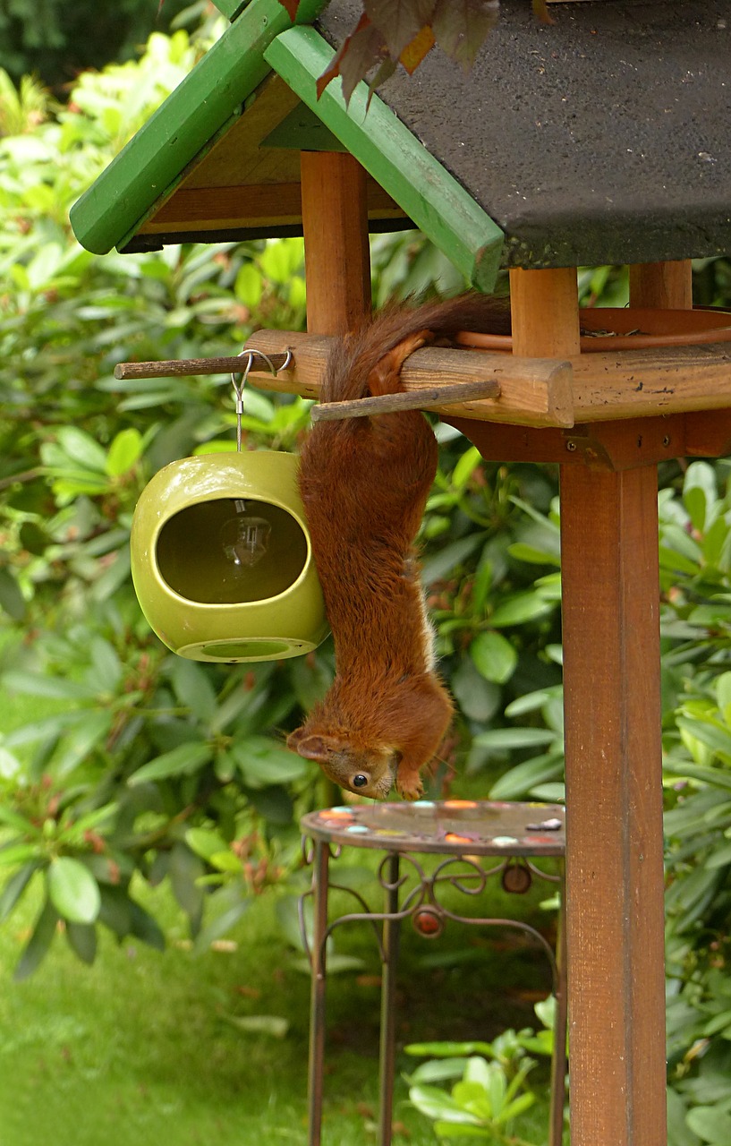 Gyvūnas, Žinduolis, Voverė, Sciurus Vulgaris Major, Maitinimas, Sodas, Nemokamos Nuotraukos,  Nemokama Licenzija