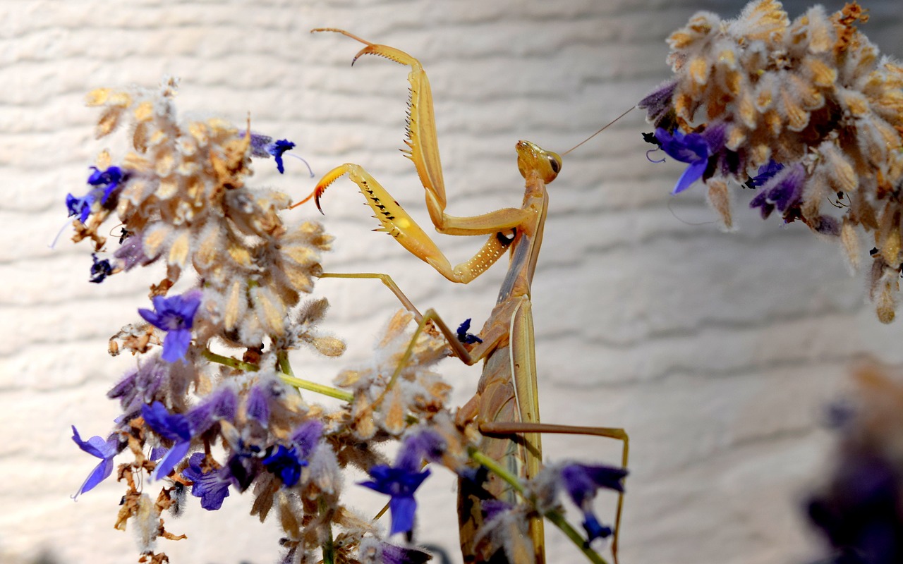 Gyvūnas, Vabzdys, Meldžiasi Mantis, Medžiotojas, Veidas, Gamta, Nemokamos Nuotraukos,  Nemokama Licenzija