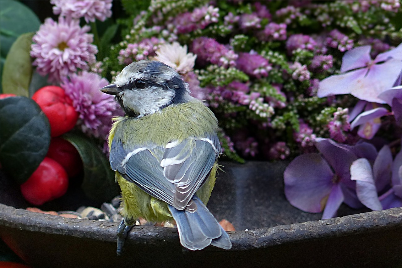 Gyvūnas, Paukštis, Mėlynas Dantis, Cyanistes Caeruleus, Jaunas, Sodas, Maitinimo Vieta, Nemokamos Nuotraukos,  Nemokama Licenzija