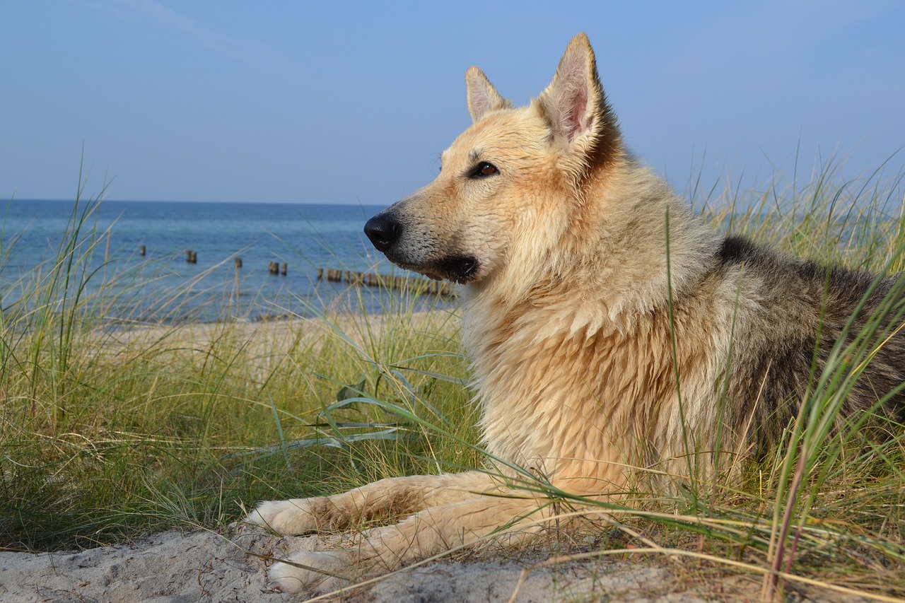 Gyvūnas, Šuo, Sledas Šuo, Jūra, Papludimys, Baltijos Jūra, Šlapias, Naminis Gyvūnėlis, Canidae, Schäfer