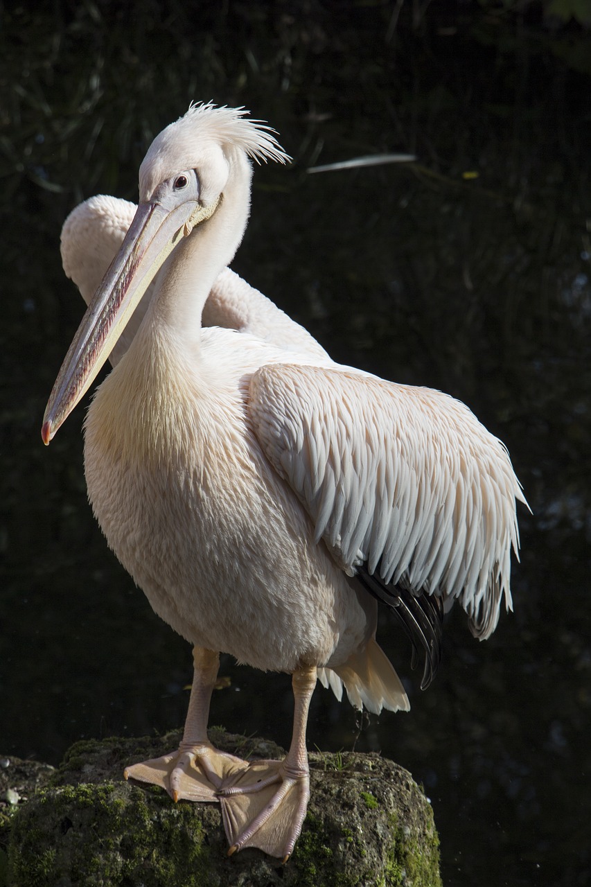 Pelican, Balta, Plunksna, Paukštis, Jūra, Gyvūnas, Gamta, Laukiniai, Nemokamos Nuotraukos,  Nemokama Licenzija