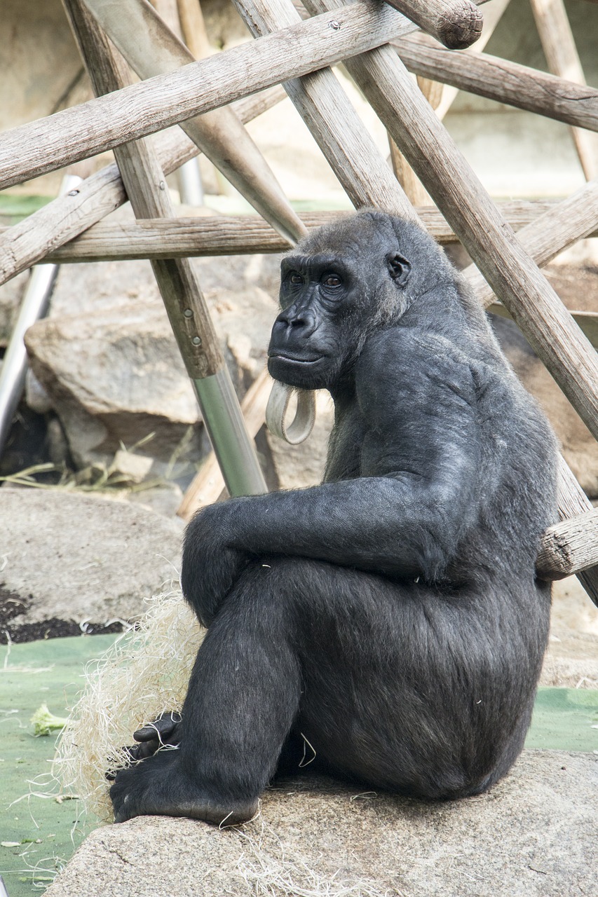 Gorila, Sėdi, Gyvūnas, Gamta, Zoologijos Sodas, Nemokamos Nuotraukos,  Nemokama Licenzija