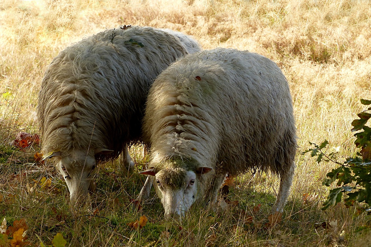 Gyvūnas, Gyvuliai, Avys, Ovisgmelini Aries, Maitinimas, Ruduo, Nemokamos Nuotraukos,  Nemokama Licenzija