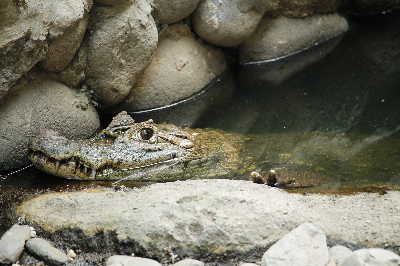 Gyvūnas, Ropliai, Kaimanas, Driežas, Krokodilas, Vandens Gyvūnai, Gamta, Gyvūnai, Fauna, Laukiniai