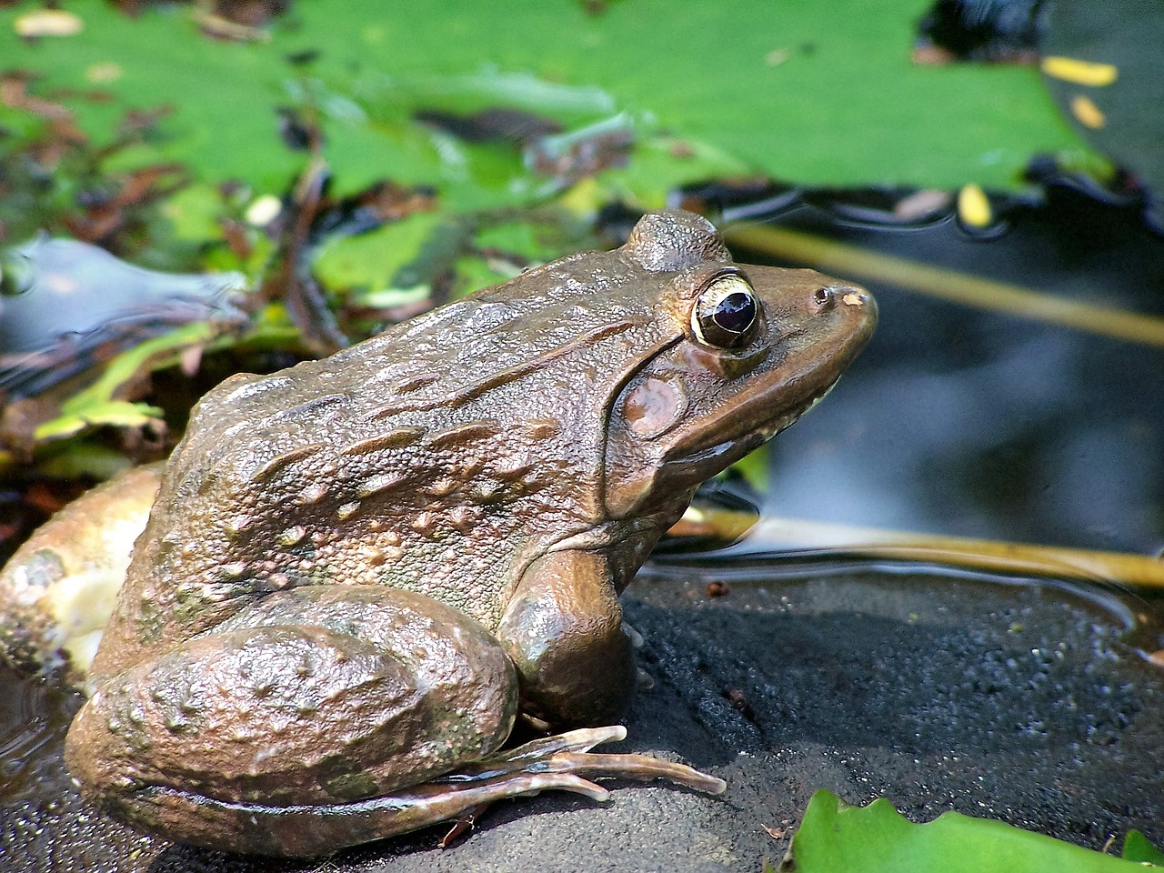 Gyvūnas, Varlė, Rupūžė, Gamta, Nemokamos Nuotraukos,  Nemokama Licenzija