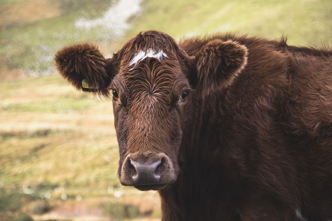 Gyvūnas, Karvė, Laukas, Kiauras, Highland, Gyvuliai, Vilnos, Škotų, Škotija, Ūkis