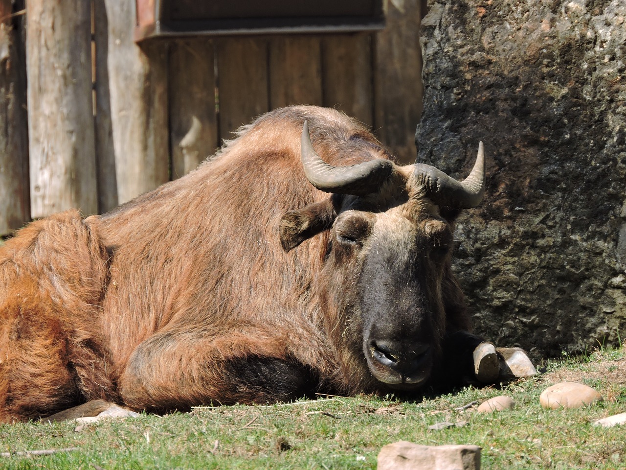 Gyvūnas, Zoologijos Sodas, Taika, Nemokamos Nuotraukos,  Nemokama Licenzija