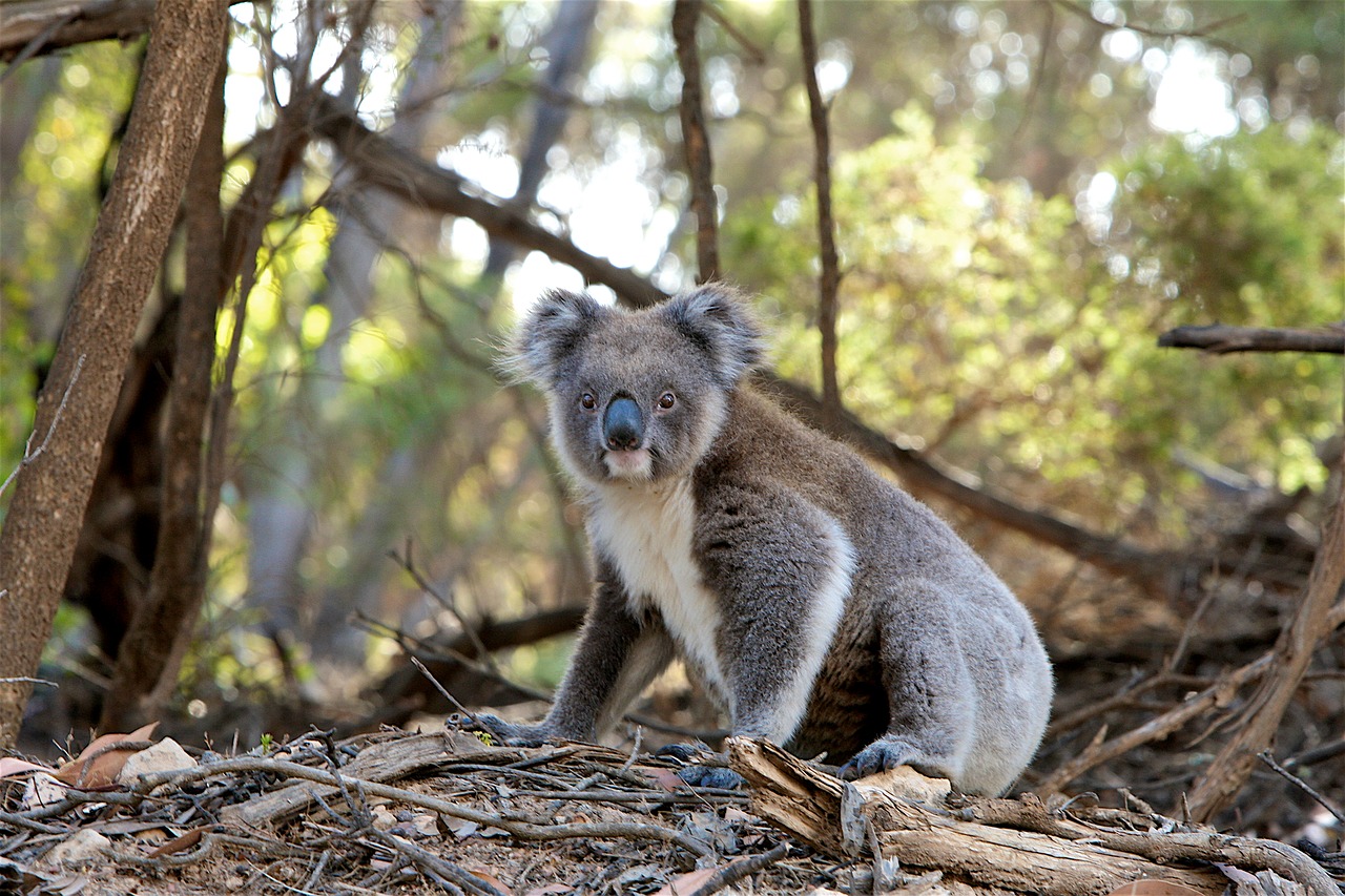 Gyvūnas, Mielas, Kailis, Koala, Marsupial, Gamta, Laukinė Gamta, Nemokamos Nuotraukos,  Nemokama Licenzija