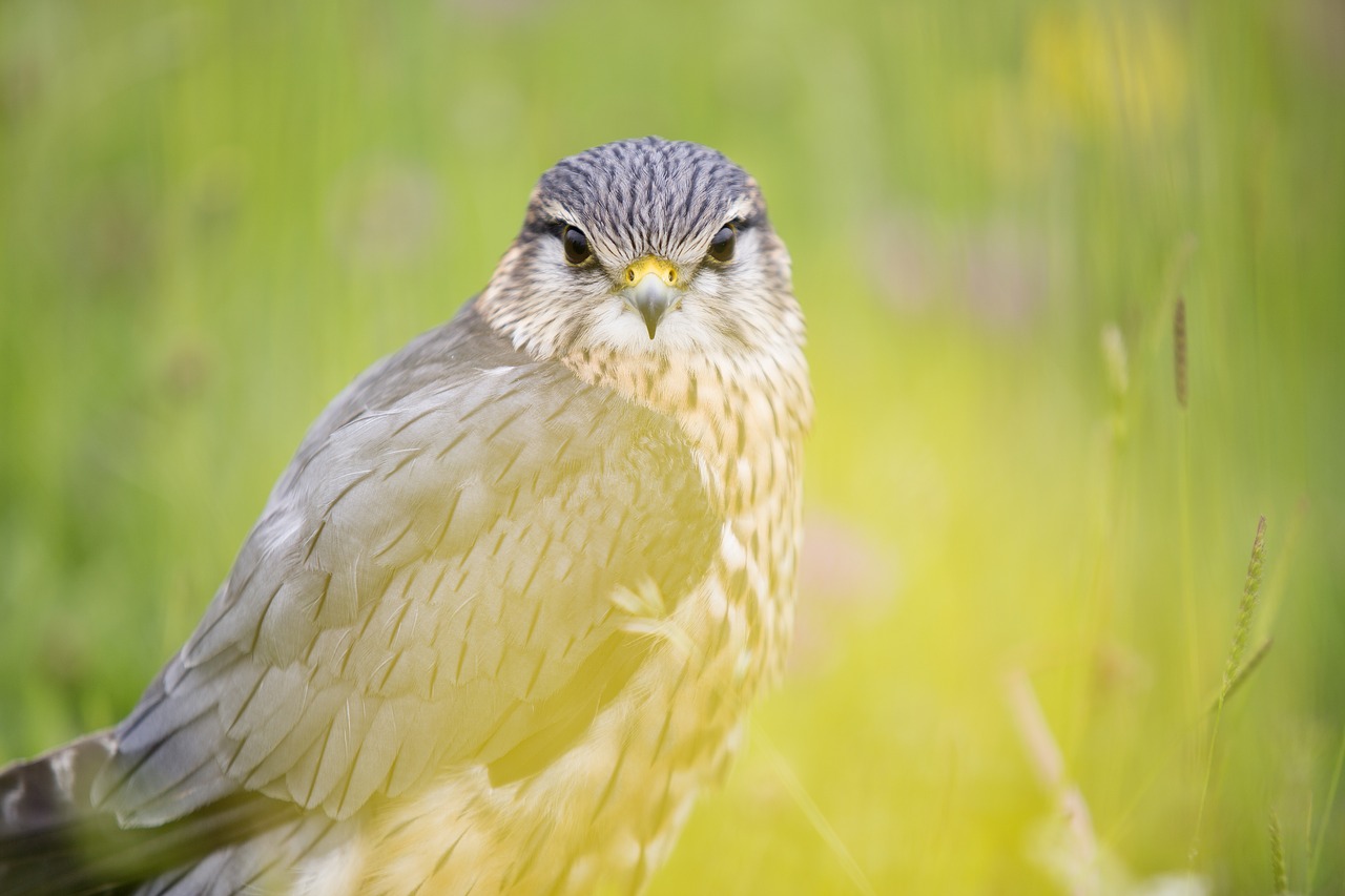 Gyvūnas, Gyvūnų Fotografija, Paukštis, Makro, Nemokamos Nuotraukos,  Nemokama Licenzija