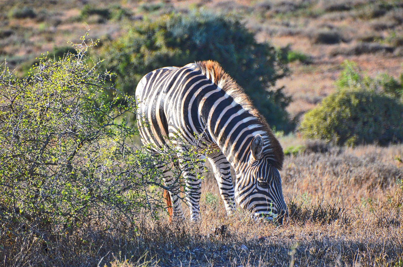 Gyvūnas, Ganymas, Žinduolis, Gamta, Safari, Krūmai, Laukinė Gamta, Zebra, Nemokamos Nuotraukos,  Nemokama Licenzija